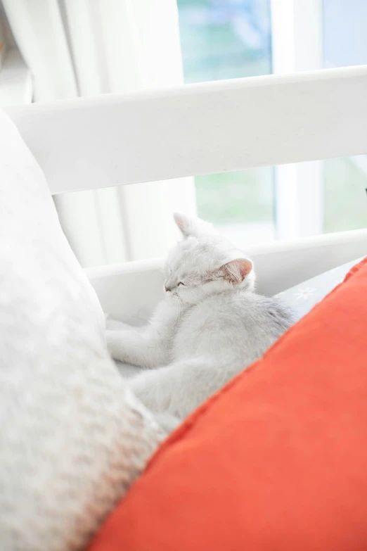 a cat lying on the bed beside pillows