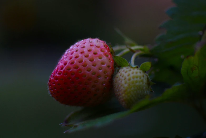 two fruits one is ripe and the other is berry