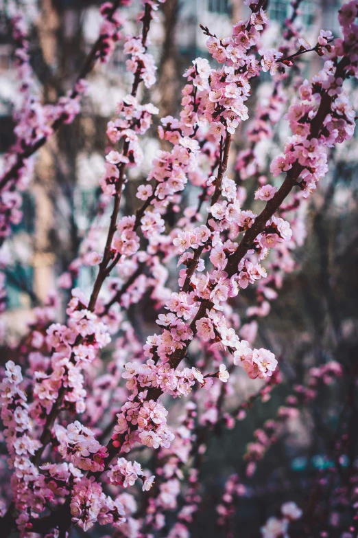 an image of pink blossoms on a tree