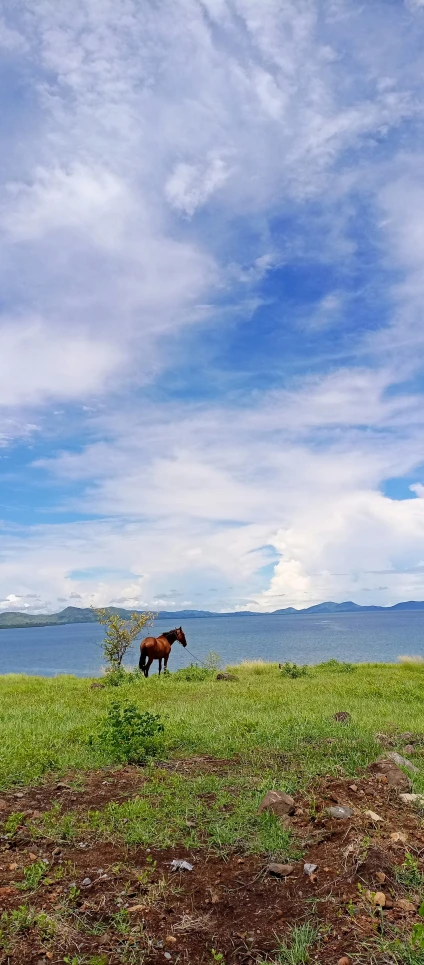 the horse is standing alone in the green grass