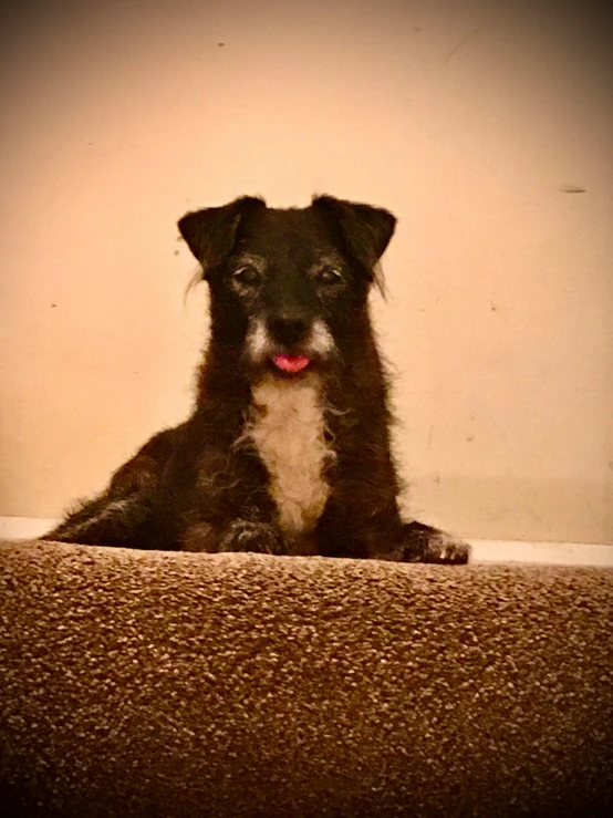 a black and white dog is laying down