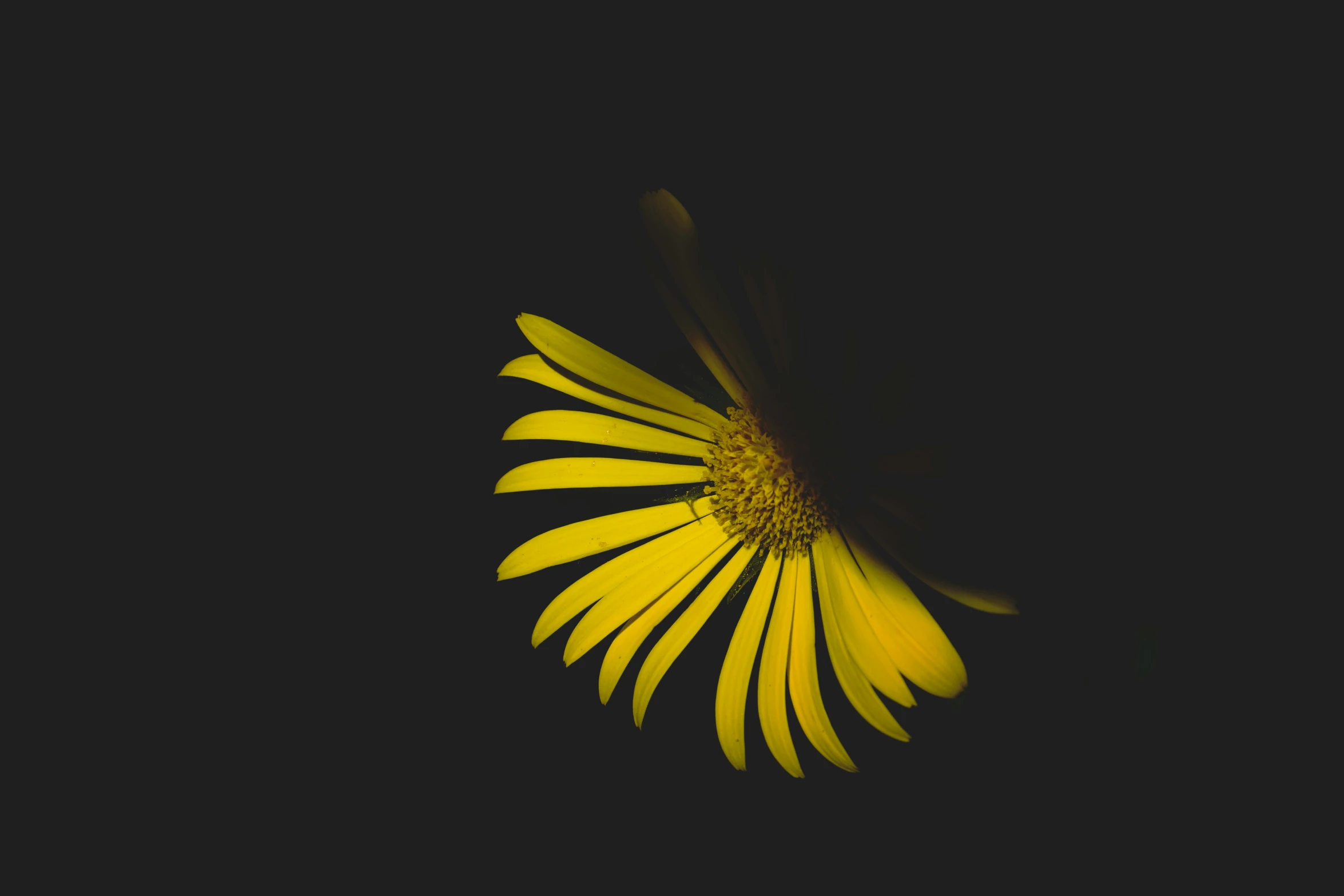 a big bright yellow flower sitting in the dark