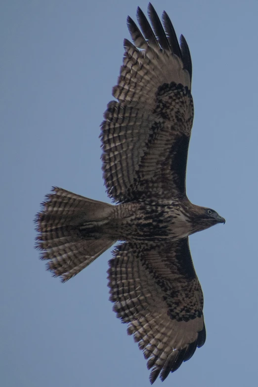 a bird flying up into the sky with its wings spread