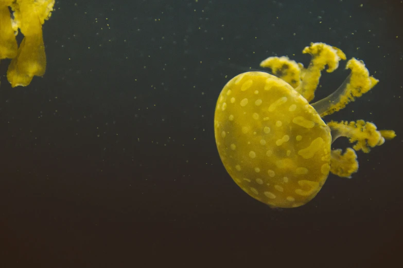 an image of a jelly fish underwater