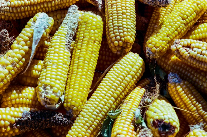 corn on the cob covered with brown stuff and white things