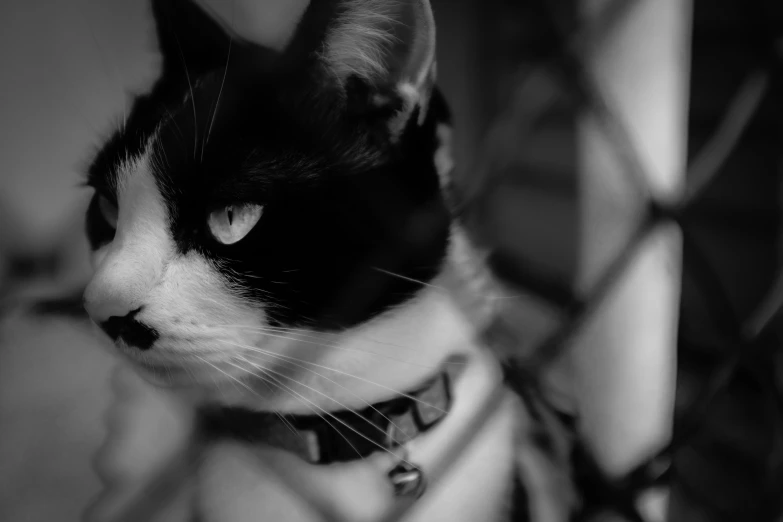 a black and white cat sitting on the floor in a chair