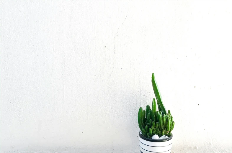 an artificial green plant with no leaves is in a white, striped planter