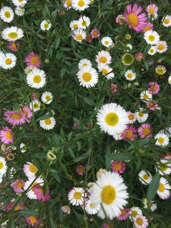 there is a lot of white and pink flowers