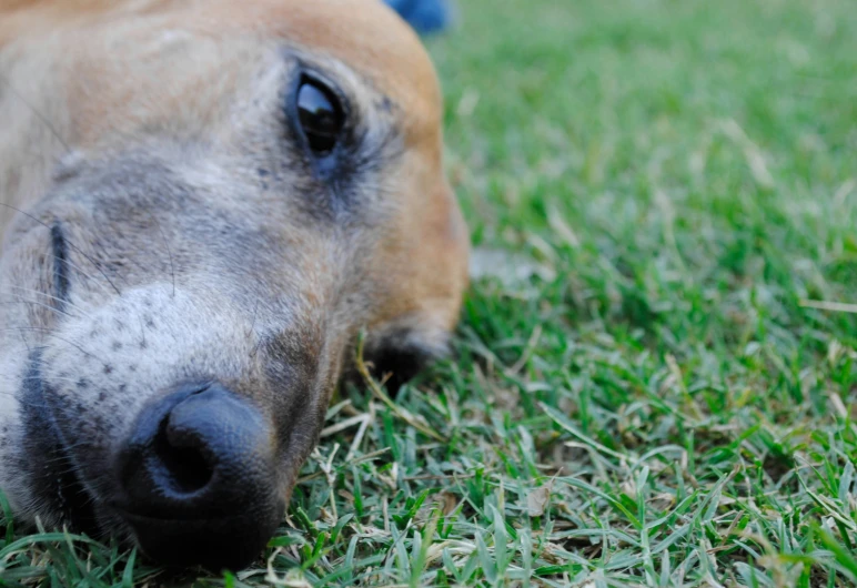 a close up view of a dog lying on the grass
