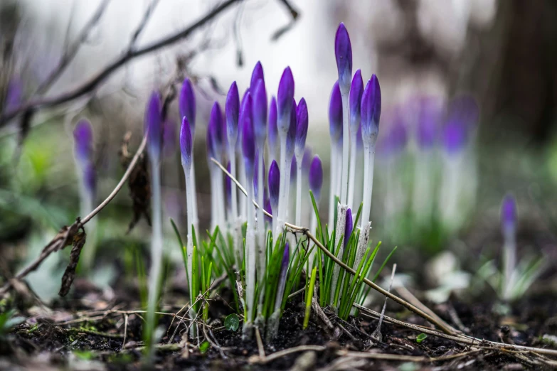 a group of purple crocus grows in the dirt