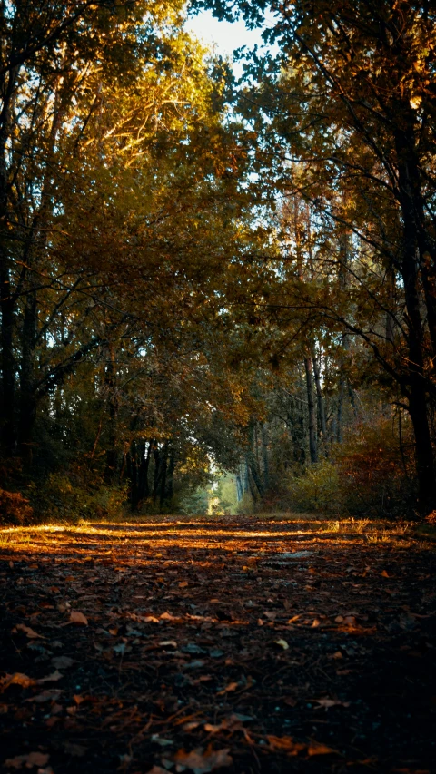 a park with trees that have been turned golden and turning orange