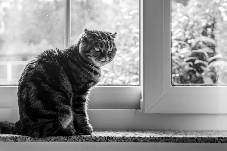 a cat sitting in the window sill looking outside