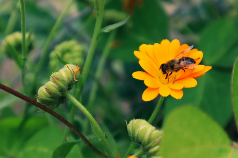 a bee sits on top of a yellow flower