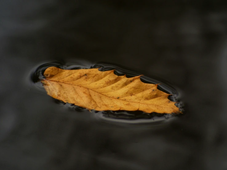 an upside down yellow leaf is floating on a body of water