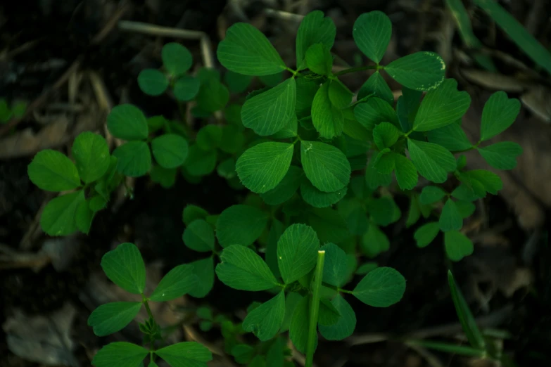 a bush of leafy, green plants stand in the grass