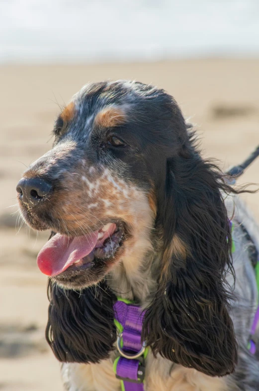 the dog is on the beach near the water