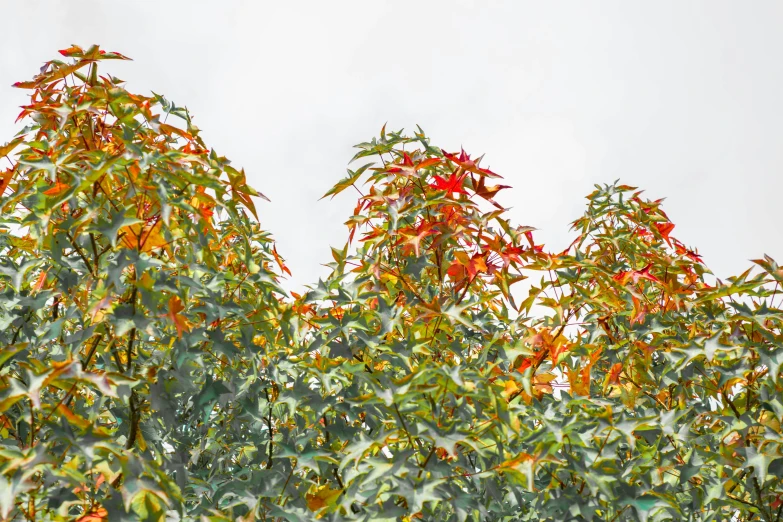 close up po of some trees with red and yellow flowers