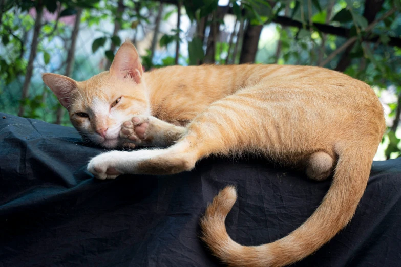 a cat curled up sleeping on top of a large piece of clothing