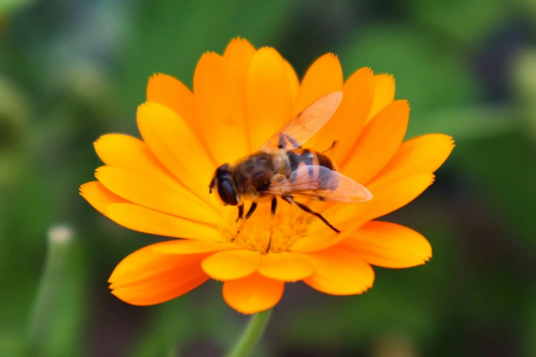 a bee is eating nectar from a yellow flower