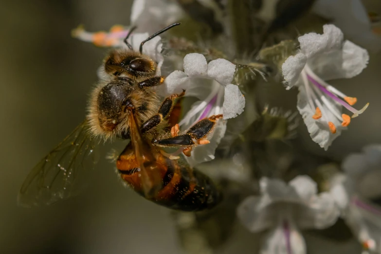 a bee with its head turned and wings folded over it is surrounded by little white flowers