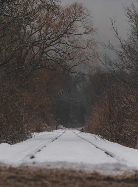 a snow covered road is lined with bare trees