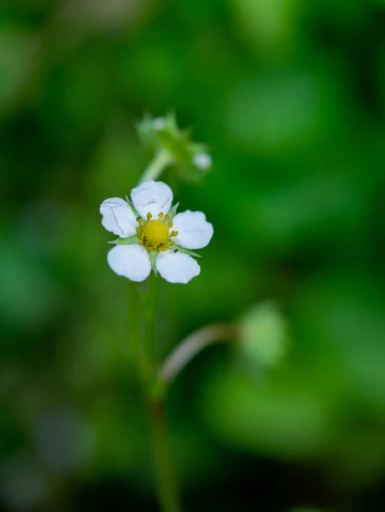 a small white flower sits on a stem