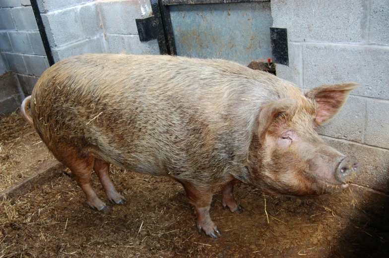 two young pigs that are standing next to each other