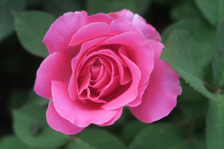 a pink rose is blooming from its petals