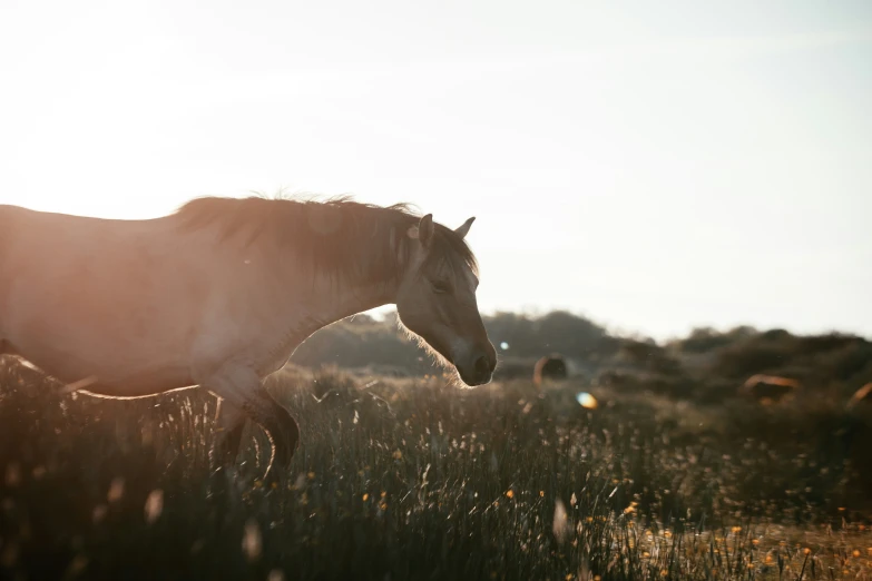 a horse stands in a field of tall grasses