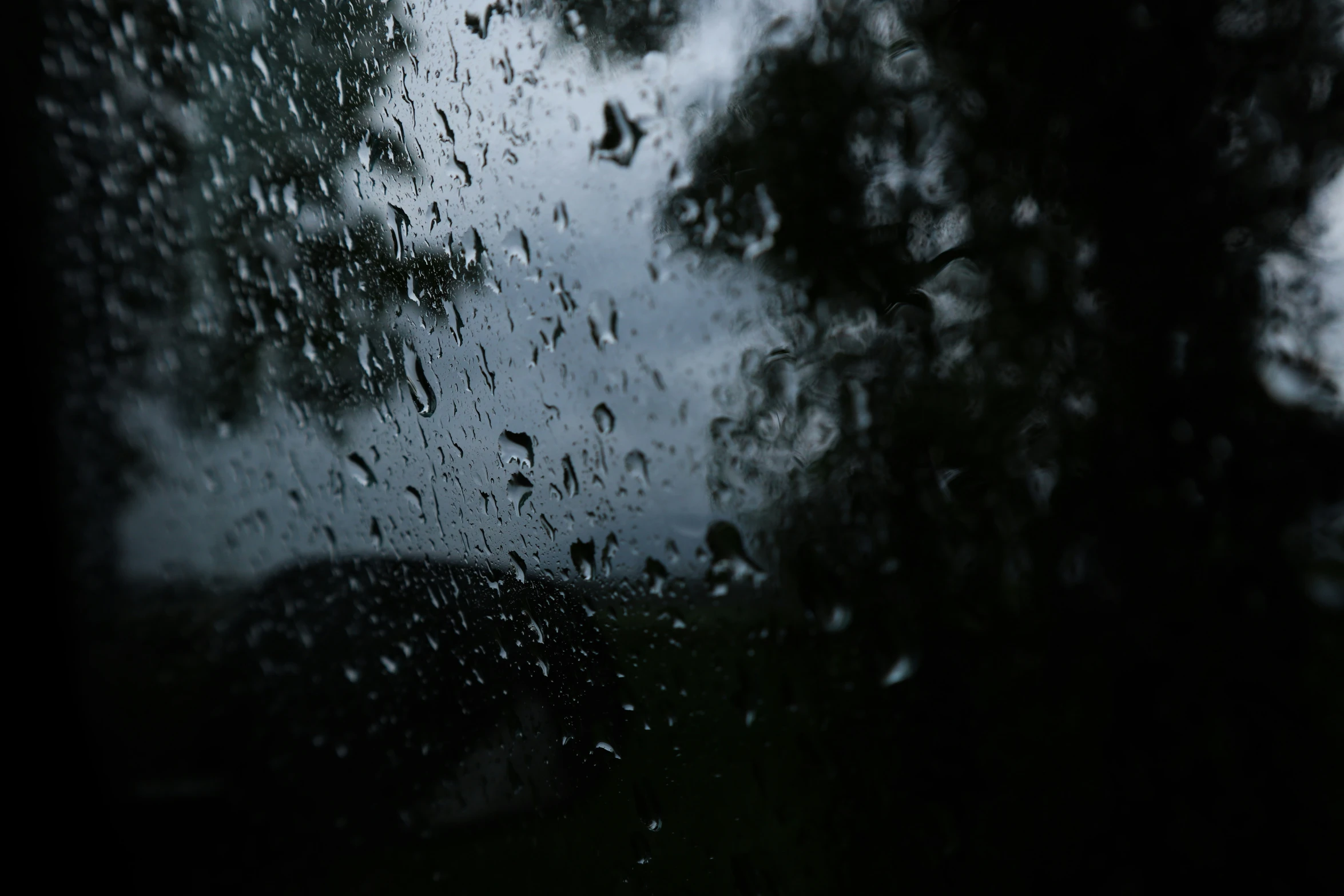 looking at trees through an open window with rain coming down