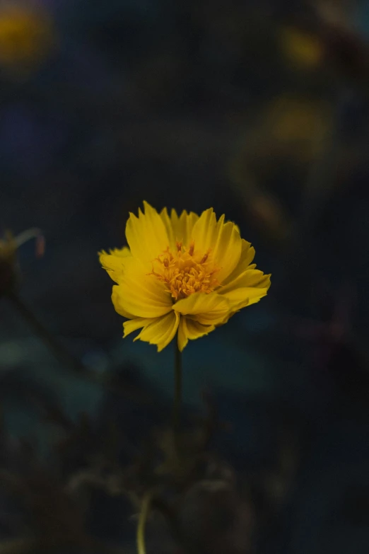 a single yellow flower is blooming in a darkened area