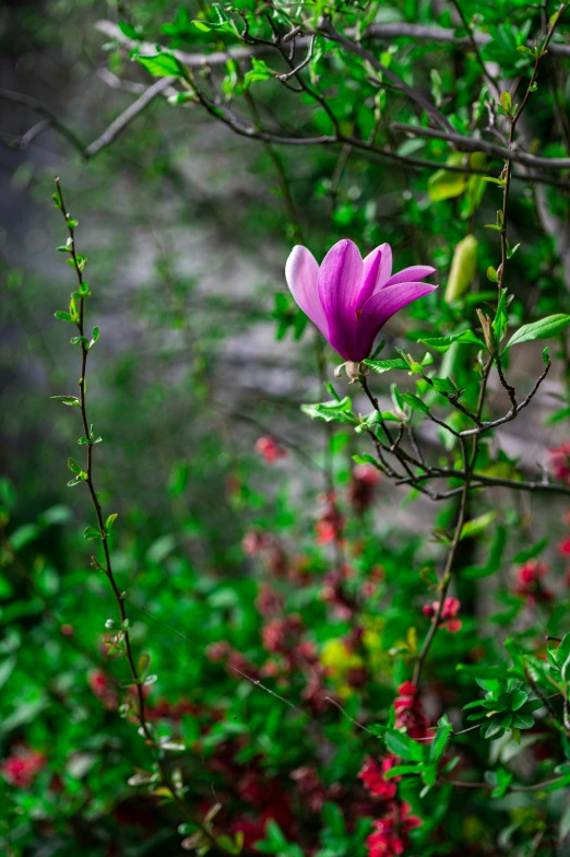 the single purple flower is near several leaves