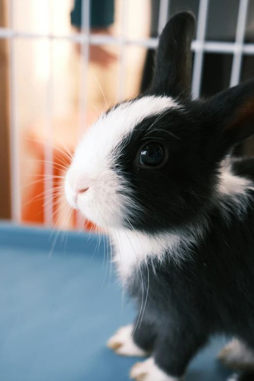 there is a black and white bunny standing in front of a cage