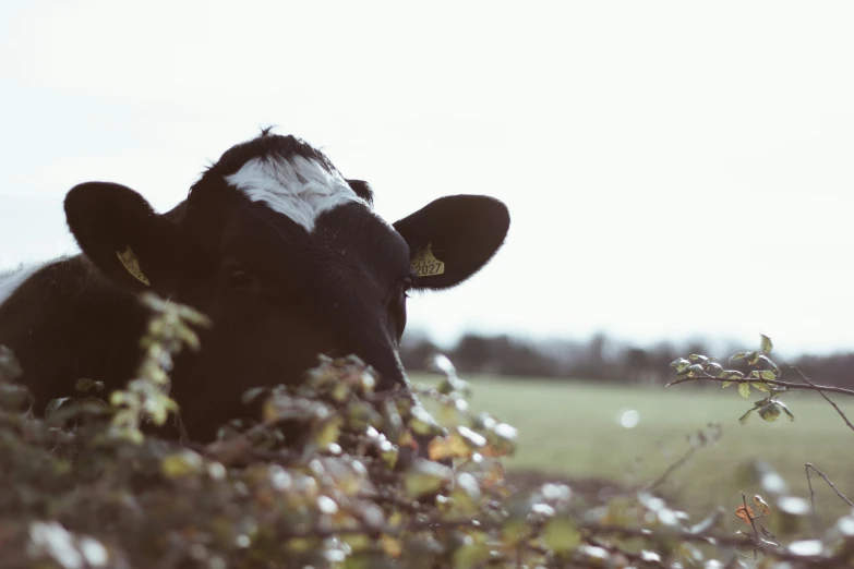 a cow standing in the middle of a field