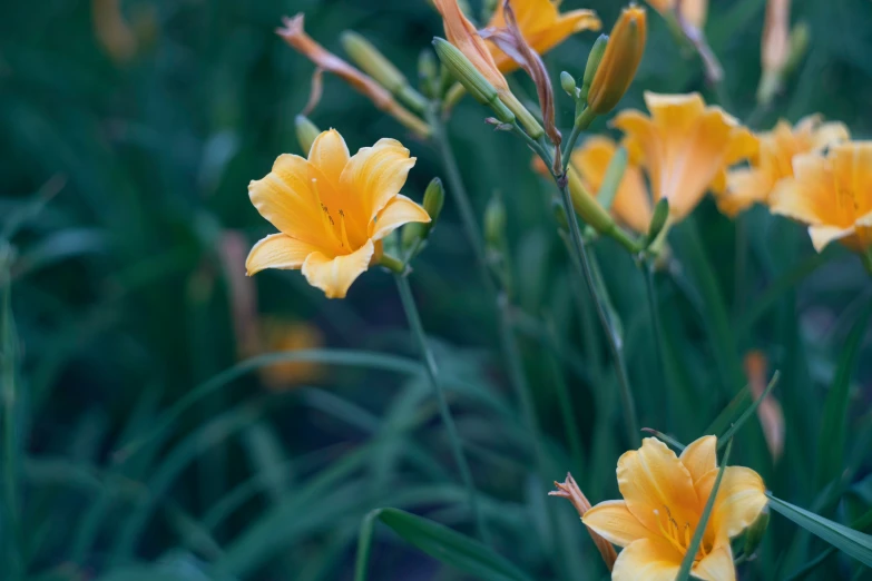 small yellow flowers growing in the grass