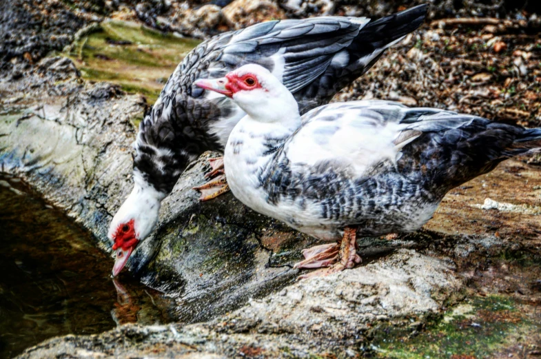 two birds near each other on the rocks by water