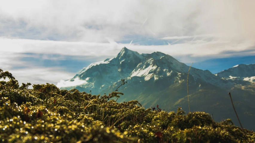 the top of a mountain covered in green bushes