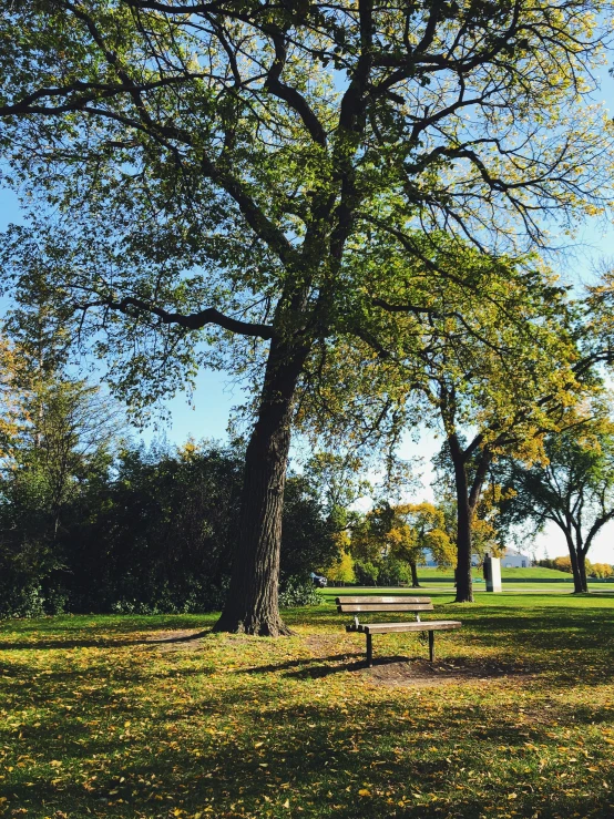 the bench is under the tree near the park