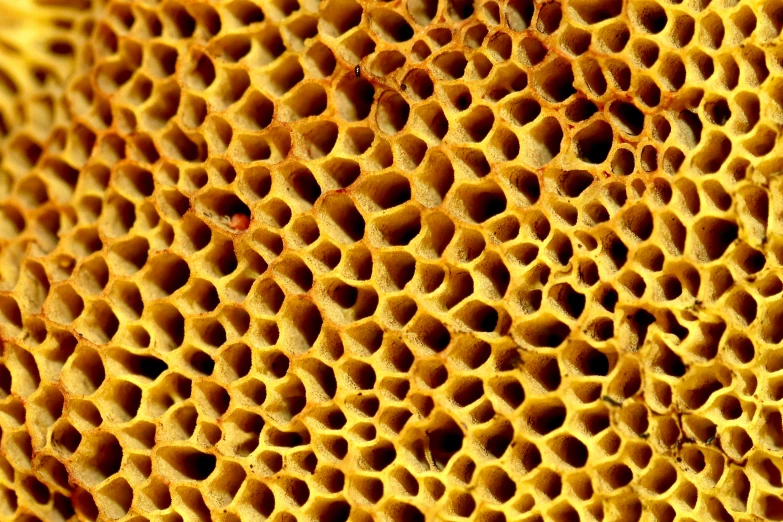 a sunflower seed with holes in it's surface