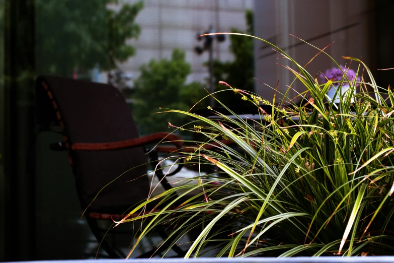 a close up s of some plants in a pot with the sun shining through the windows