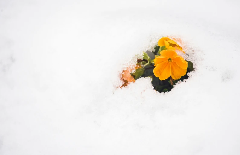 yellow flowers are placed in the snow