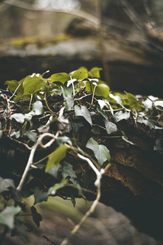 closeup of ivy growing on a log