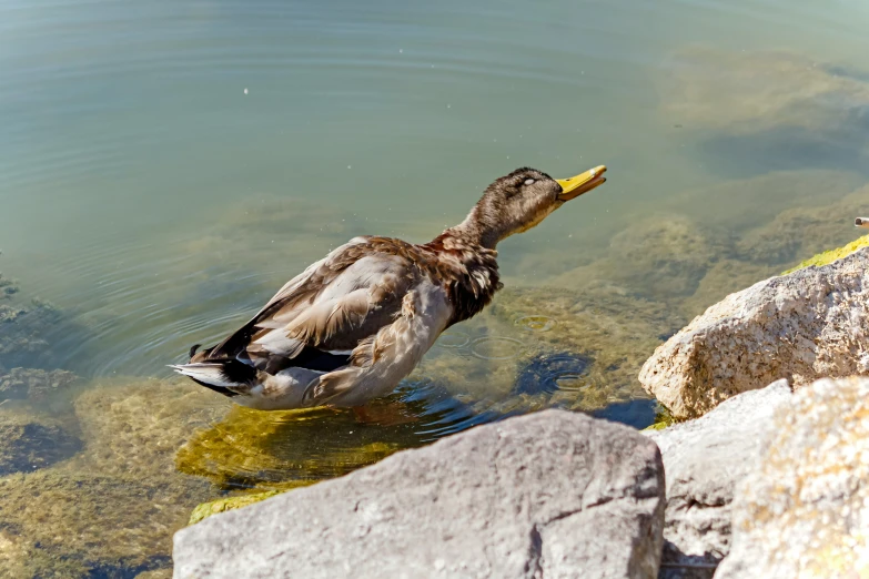 there is a duck that is swimming in the water