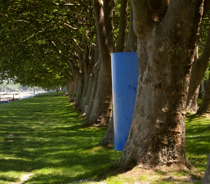 a row of trees lined with bright blue cylinders