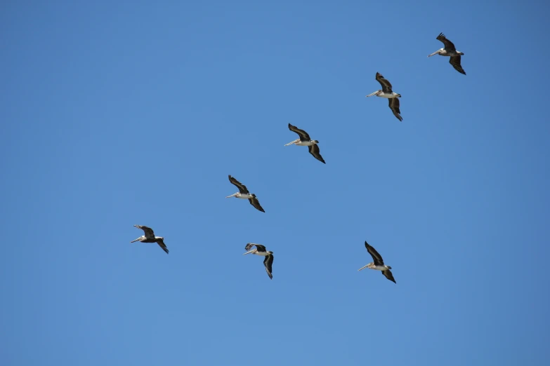 many birds are flying in a blue sky