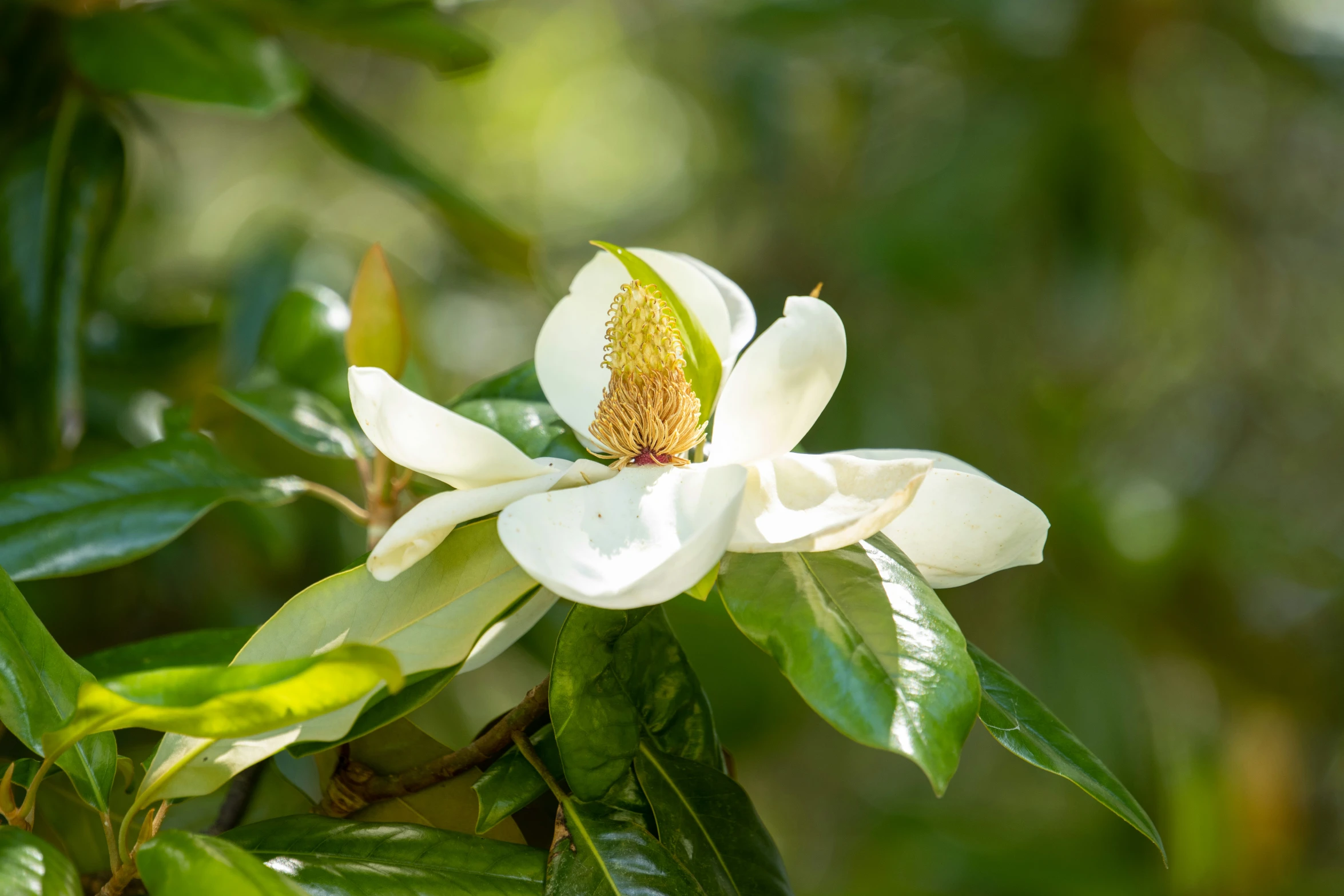 a flower is sitting on a nch in a green forest