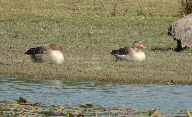 two geese sitting on grass by a lake