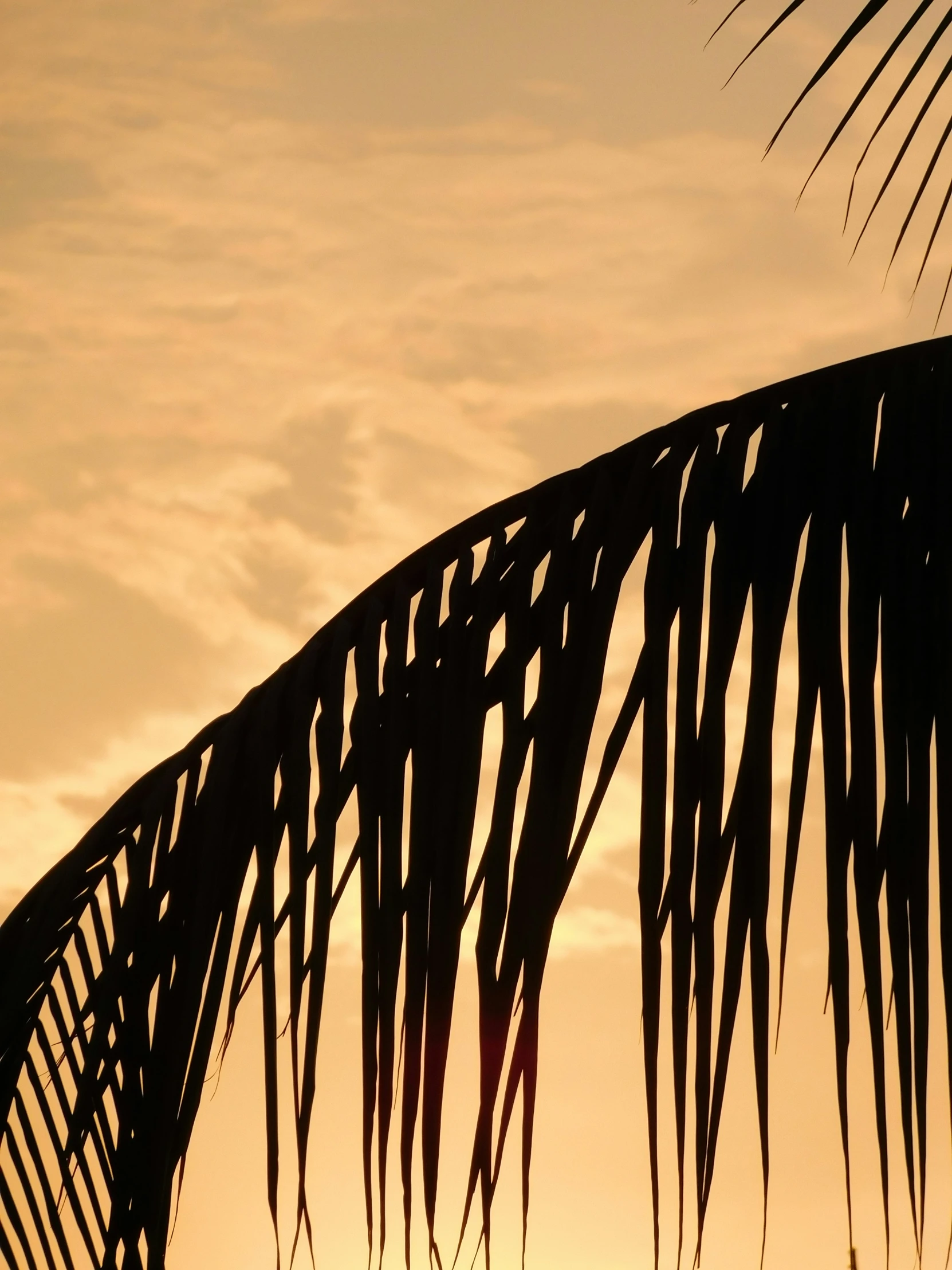 a palm tree against a sky during a sunset