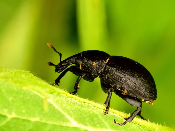 a black bug that is sitting on top of a leaf
