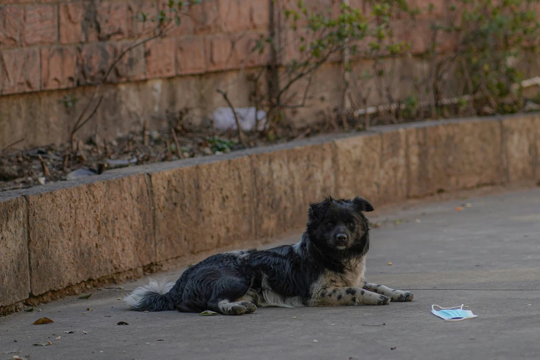 a dog sitting in a dirty parking lot